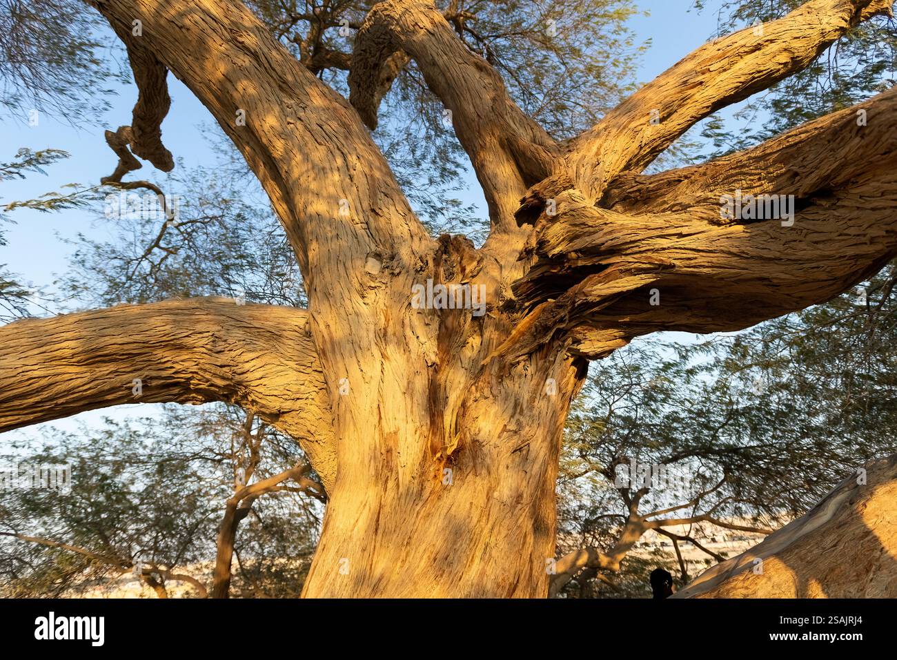 Arbre de vie dans le decert de Manama Bahreïn Banque D'Images
