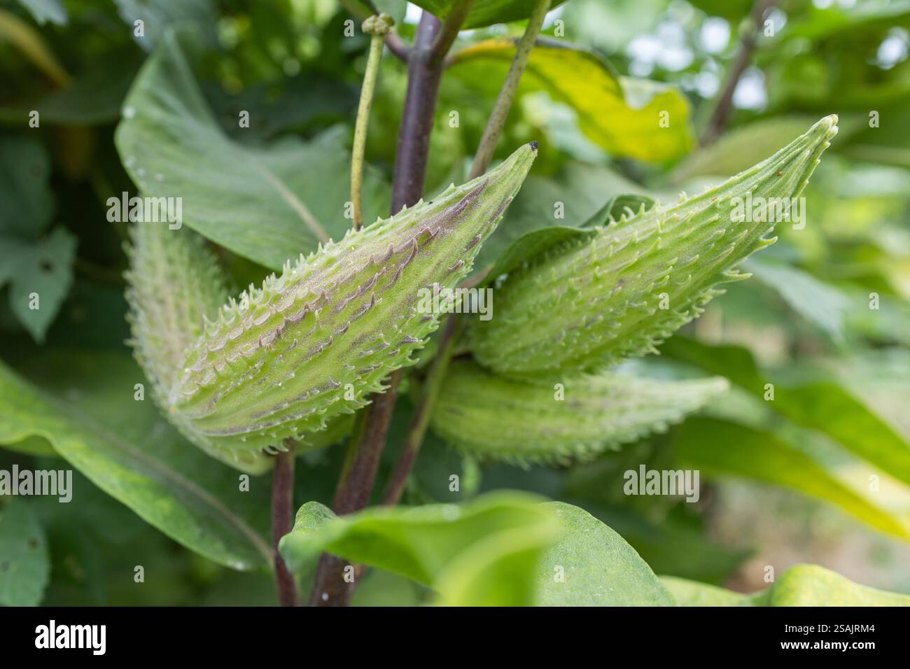 Glade dans la forêt de gousses vertes asclepias syriaca avec des graines. Plante d'aspersion commune avec des fruits immatures texturés. Follicules de milkwort syrien sauvage dans Banque D'Images