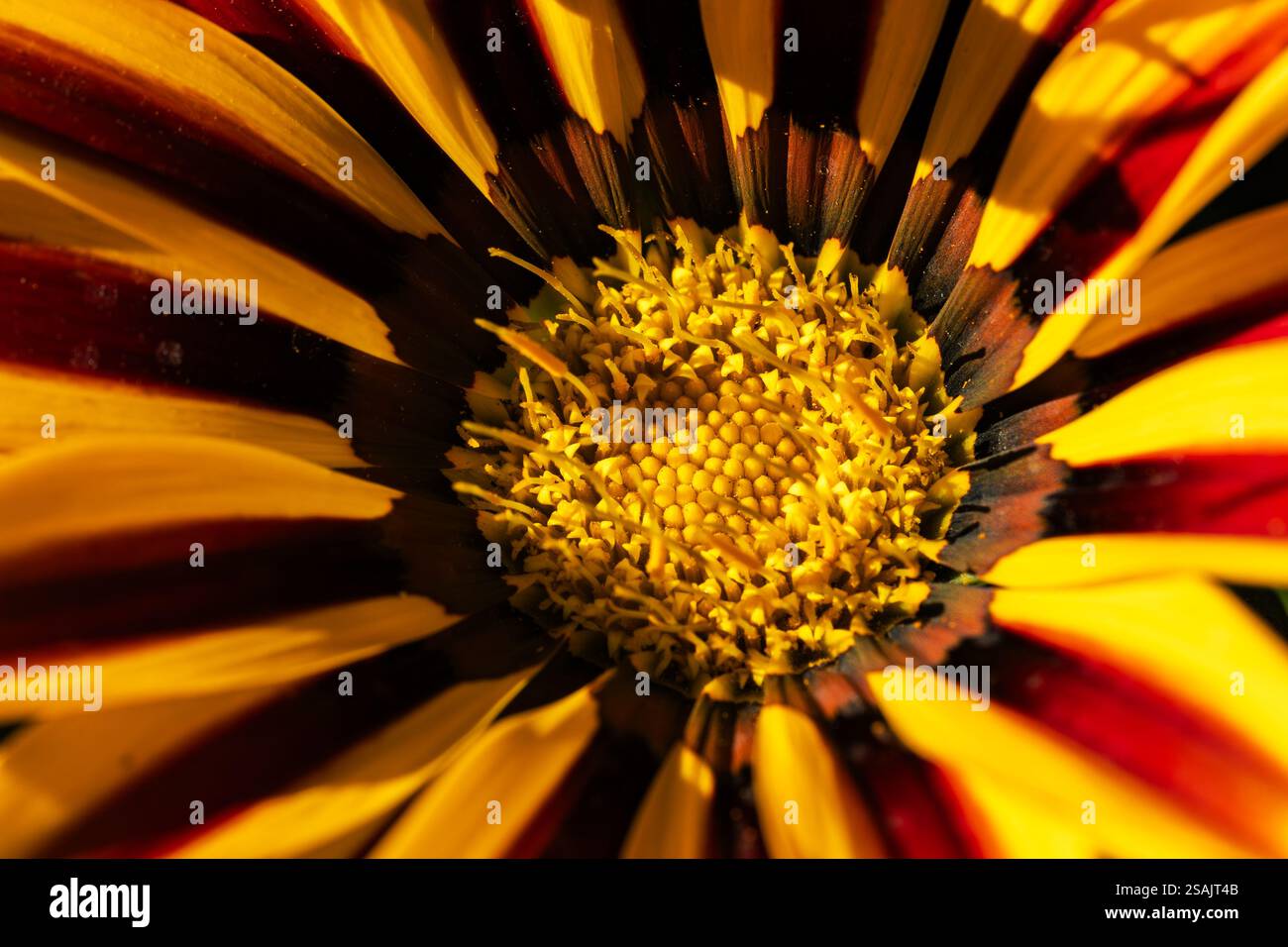Fleur de Gazania. Fleurs d'héliopsis de camomille jaune Banque D'Images