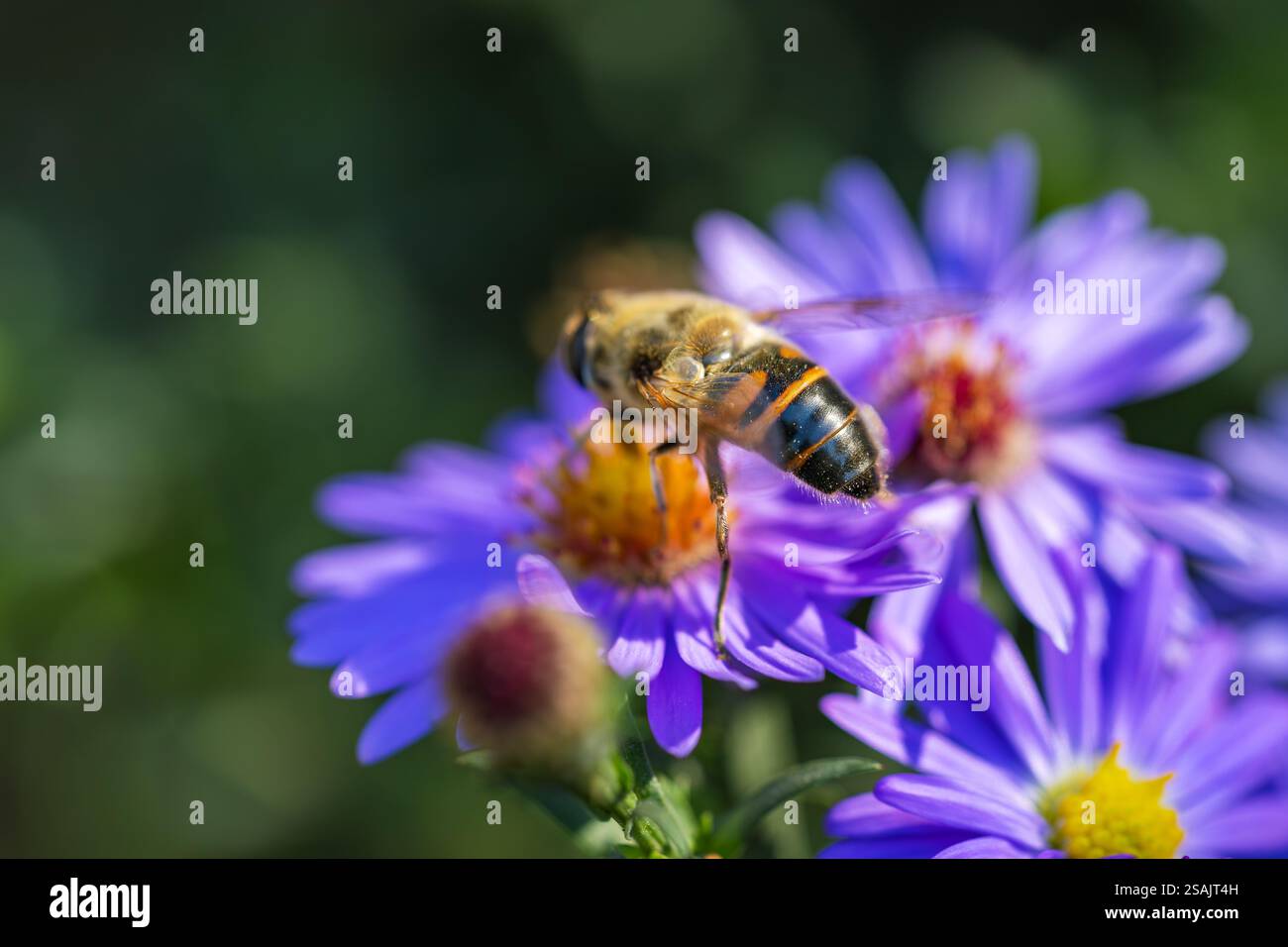 Abeille imitant hoverfly Eristalis tenax suce le nectar d'une fleur bleue. Banque D'Images