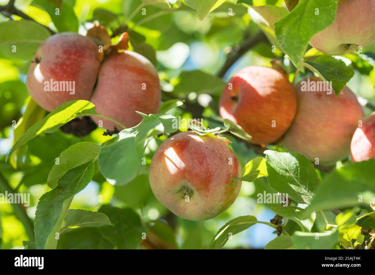 Pommiers dans le jardin avec des pommes rouges mûres prêtes pour la récolte. Banque D'Images