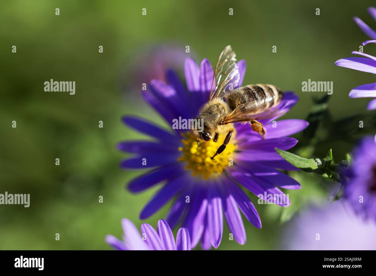 abeille perchée sur une fleur bleue, avec son corps rayé et ses ailes transparentes visibles. Survolez la mouche sirotant le nectar d'une fleur jaune vif dans un jardin se Banque D'Images