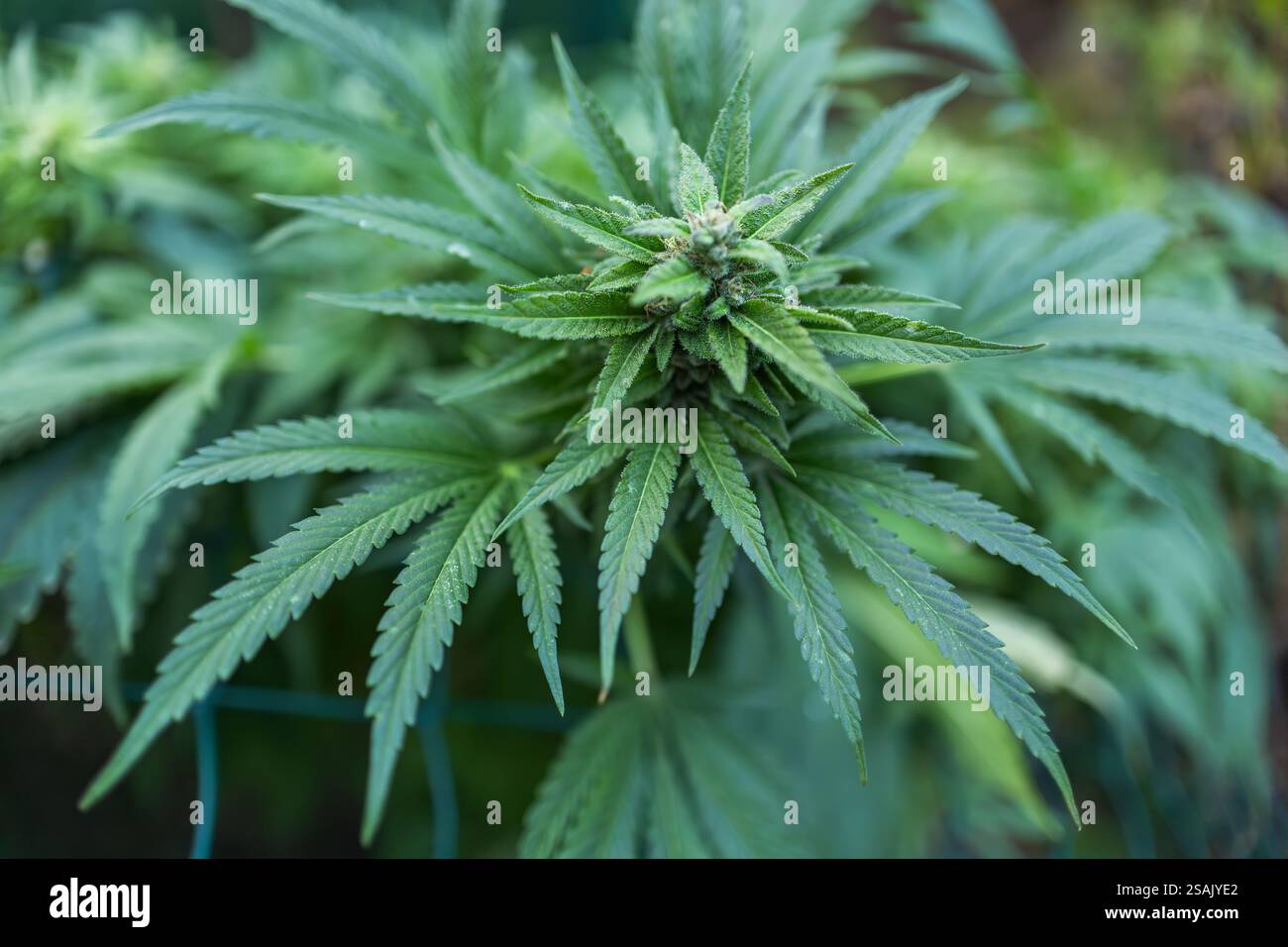 Marijuana ferme de plante de cannabis pour l'usage de la science médicale, arbre de mauvaises herbes de chanvre cultivé en intérieur, serre chaude de la nature de fleur d'été, traiteurs de médecine de santé Banque D'Images