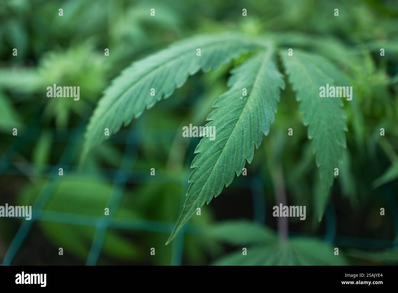 Légal marijuana verte feuilles de cannabis poussant à la ferme en été, magnifique fond de cannabis. Culture de fond. Culture de marijuana Gree Banque D'Images
