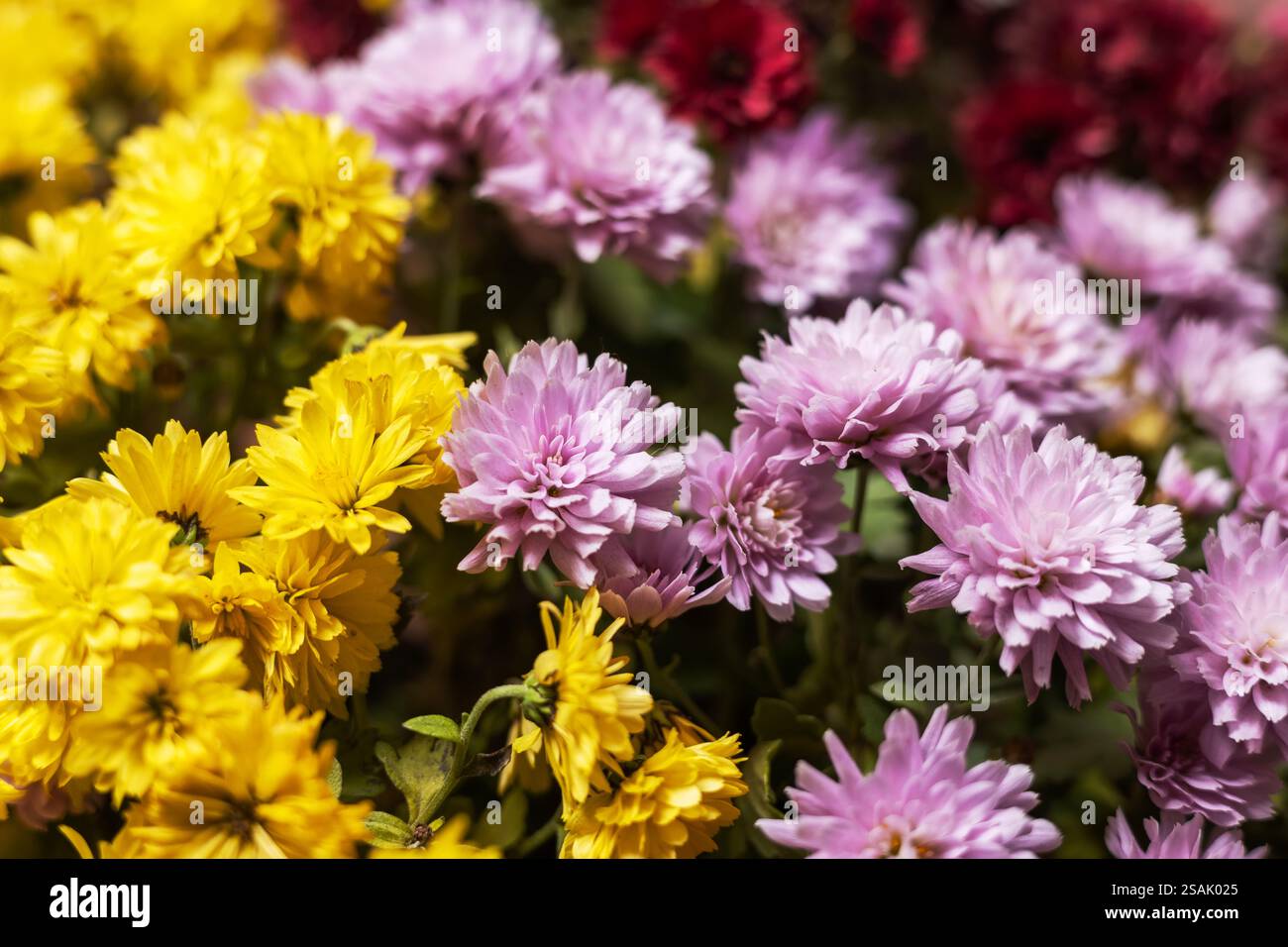 beau bouquet de fleurs mélangées dans un vase sur une table en bois. le travail du fleuriste dans un fleuriste. un mélange lumineux de tournesols, chrysanthèmes et Banque D'Images