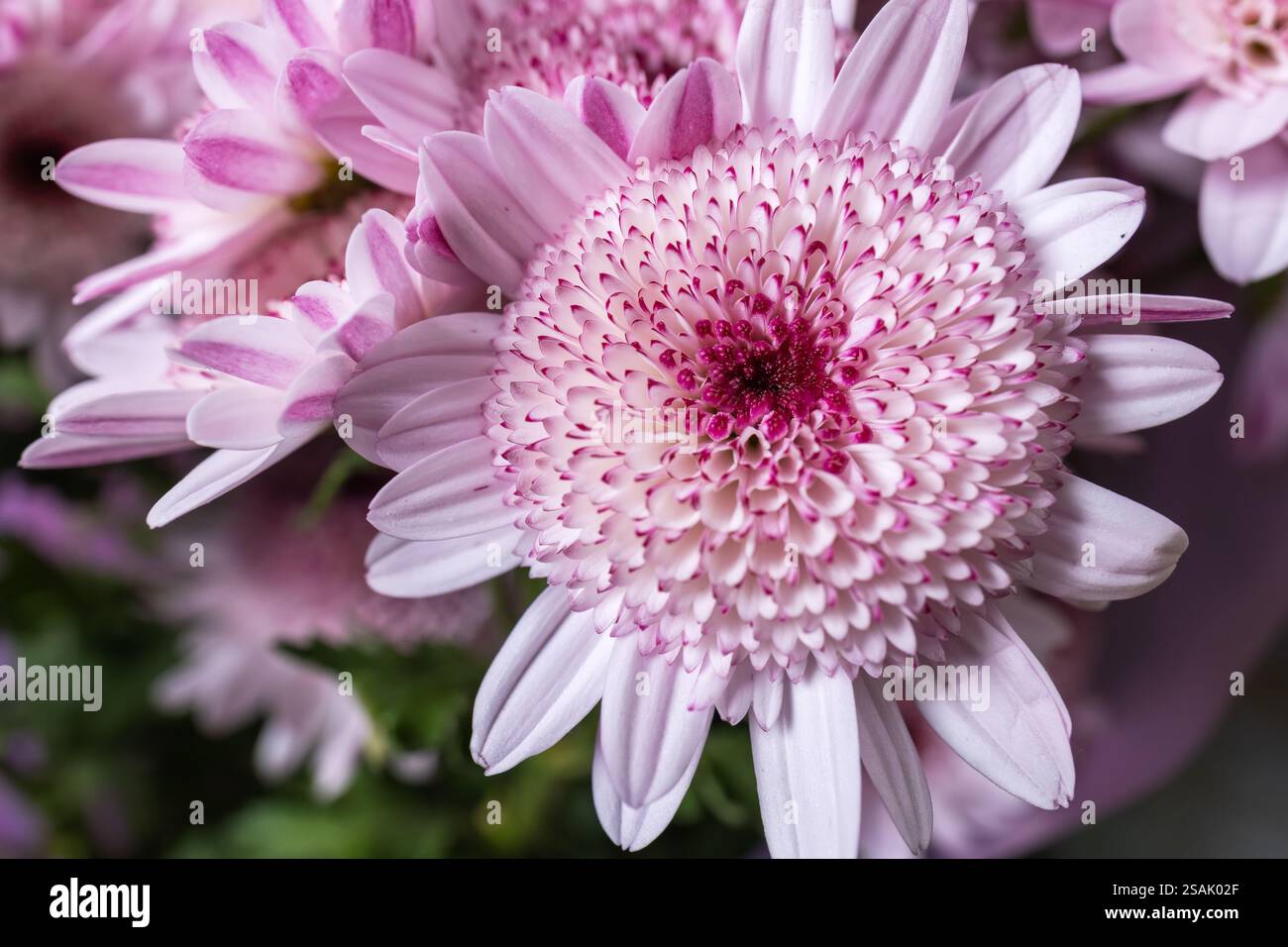 Fleurs de chrysanthème rose concept de bouquet floral d'automne. Banque D'Images