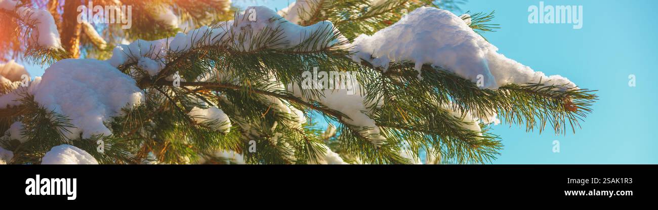 Branche de pin recouverte de neige. Bannière horizontale Banque D'Images