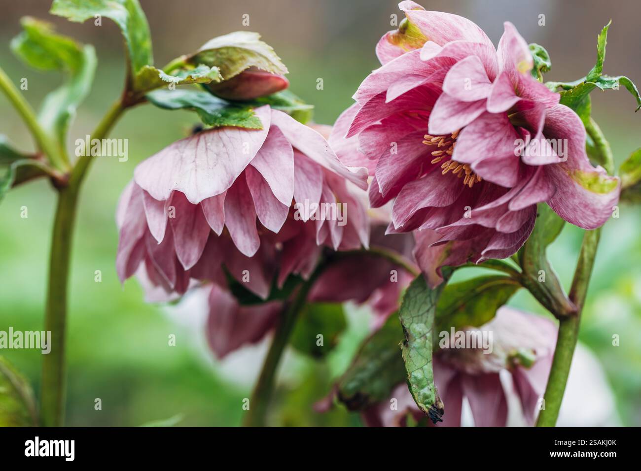 Helleborus orientalis Double Ellen Rouge Banque D'Images