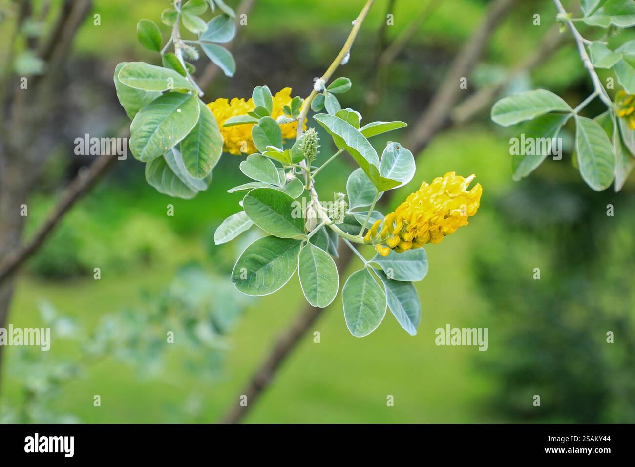 Les fleurs jaunes très parfumées d'un balai d'ananas, (Cytisus battandieri), un arbre semi-à-feuilles persistantes, Italie Banque D'Images