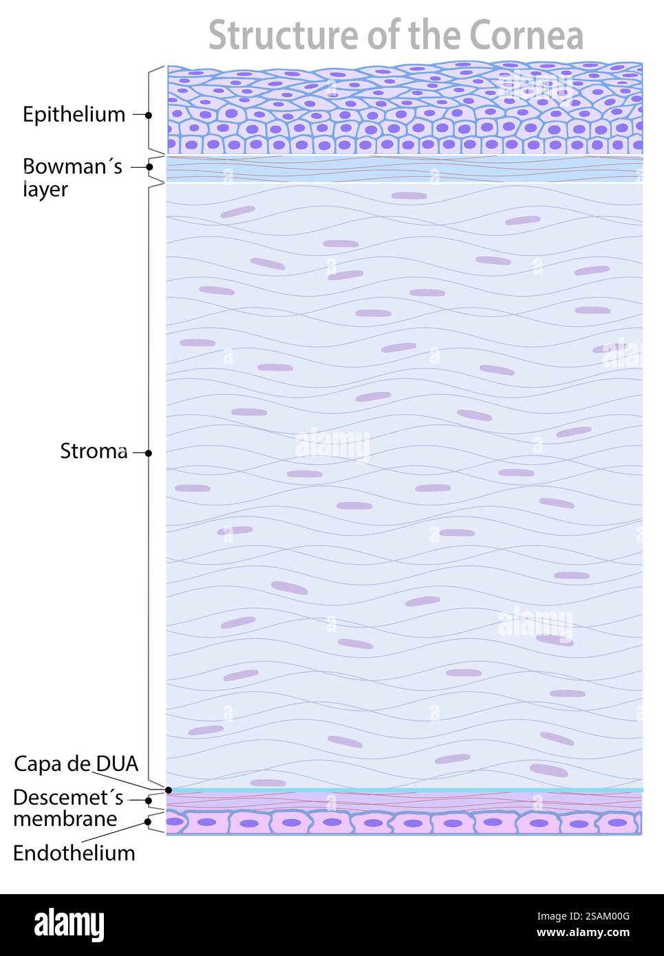 Illustration de la cornée de l'œil humain ​​the, elle est composée de 5 couches : épithélium, membrane de Bowman, stroma, membrane de Descemet et endothélium. Banque D'Images