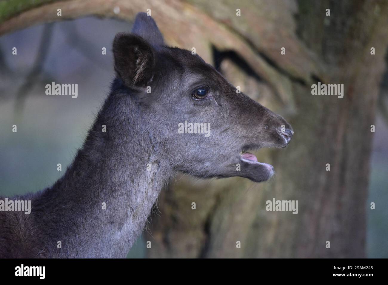 Gros plan de la tête et du cou image portrait d'un fauve de cerf en jachère (Dama dama) avec la bouche ouverte, prise contre un tronc d'arbre ensoleillé dans une forêt au Royaume-Uni Banque D'Images