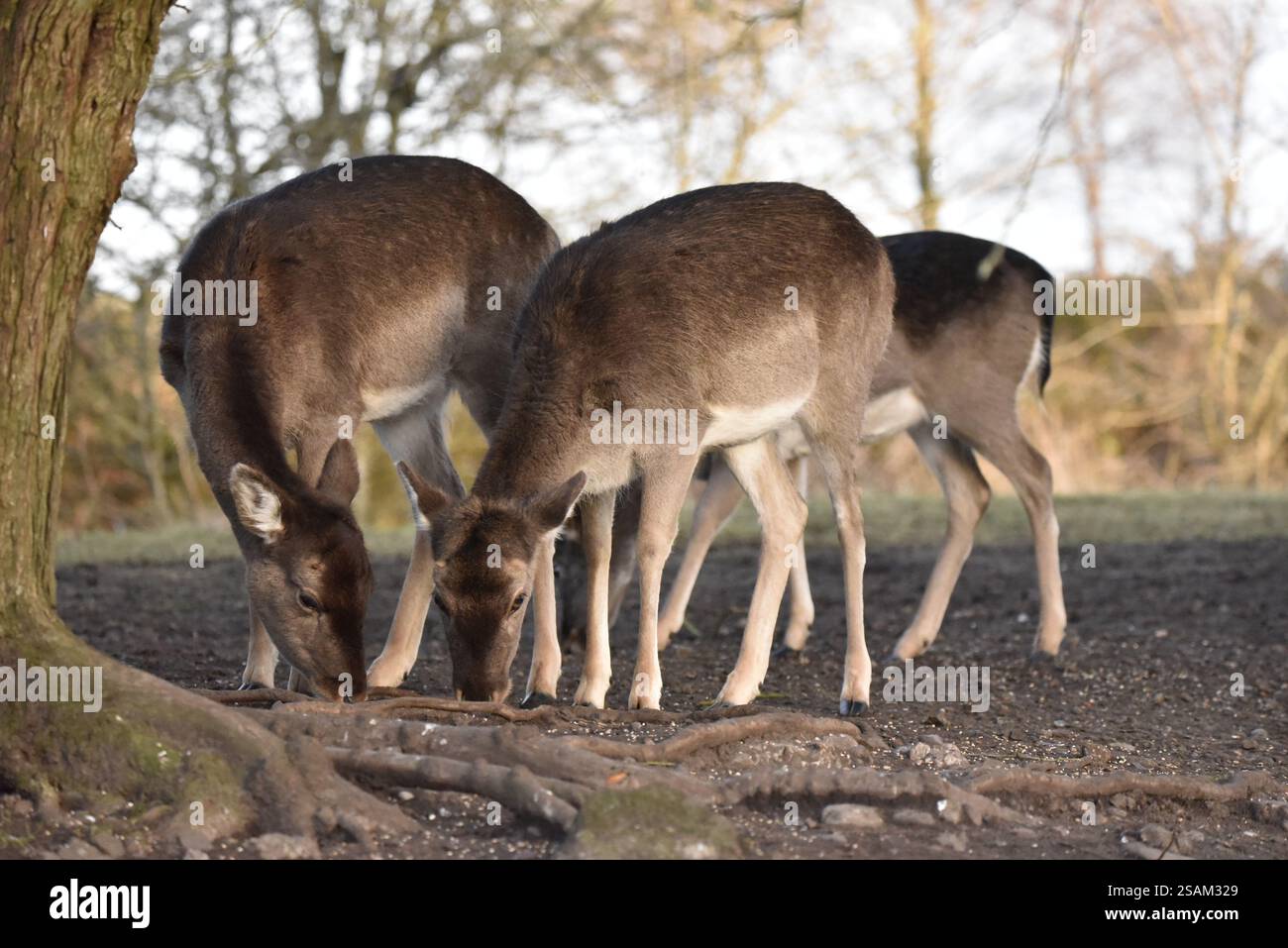 Three Doe Fallow Deer (Dama dama) avec des têtes vers le bas sur Forest Floor en fin d'après-midi Winter Sun, encadré par Foreground Tree Trunk à gauche, Royaume-Uni Banque D'Images