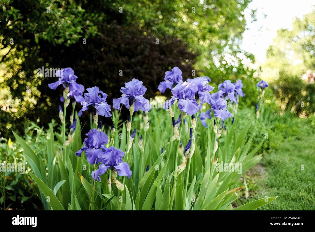 Fleurs d'iris bleu vif en pleine floraison, sur fond vert luxuriant, idéal pour les thèmes botaniques et de la saison printanière. Banque D'Images