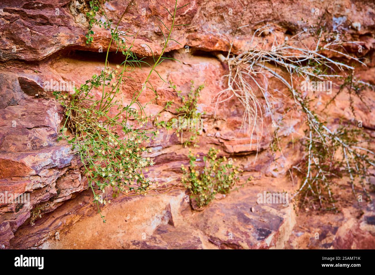 Plantes résistantes sur texture grès rougeâtre gros plan au niveau des yeux Banque D'Images
