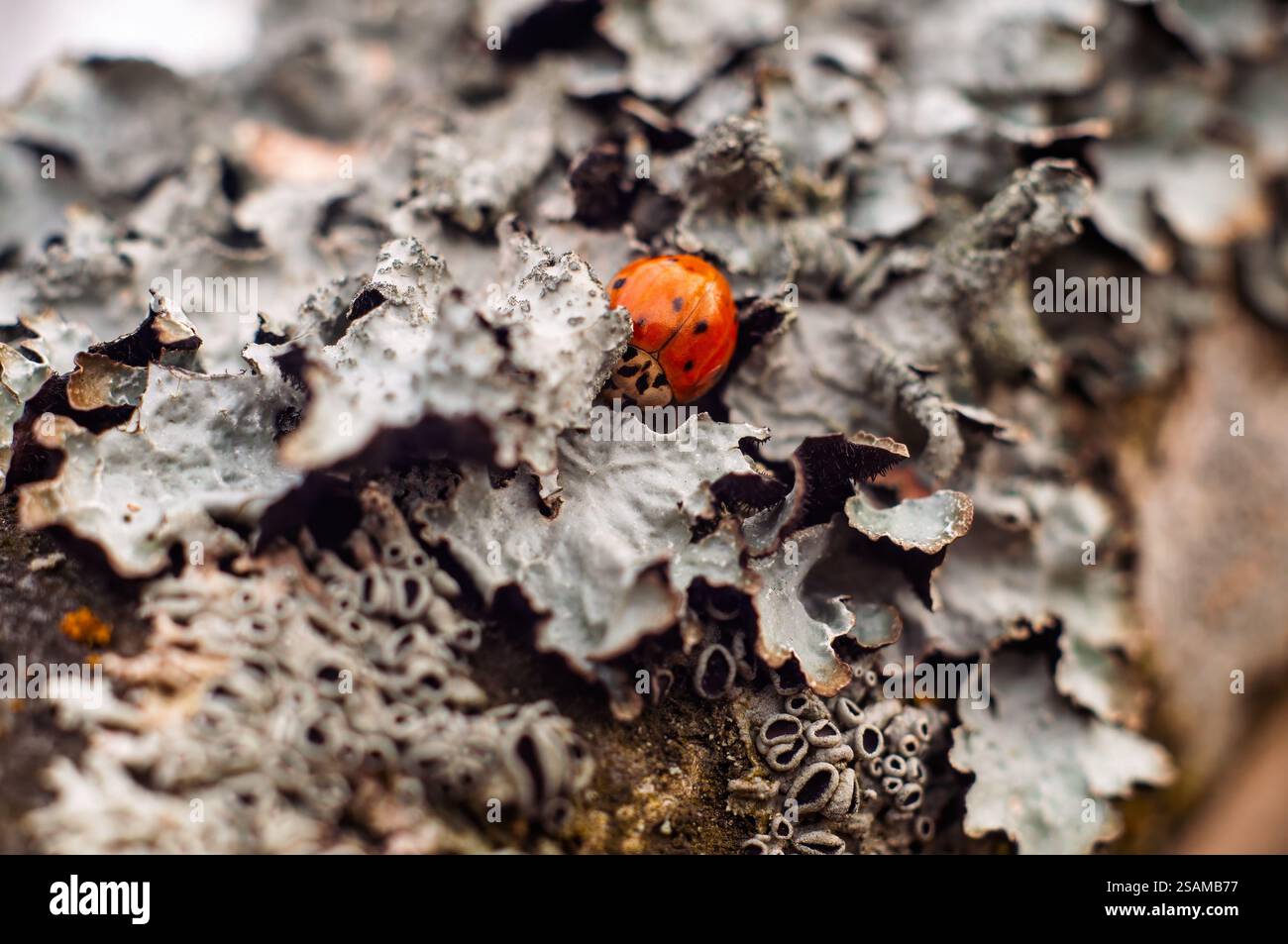 Gros plan d'une coccinelle cachée dans un lichen, mettant en valeur son comportement hibernation hibernoise dans un milieu saisonnier. Banque D'Images