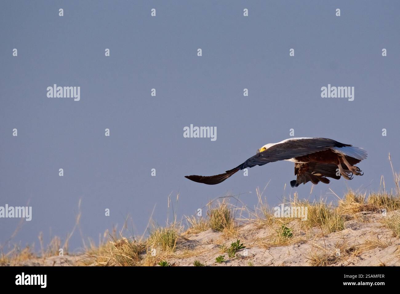 Aigle africain, Icthyophaga vocifer, Haliaeetus vocifer, envol, rivière Chobe, Botswana, Afrique Banque D'Images