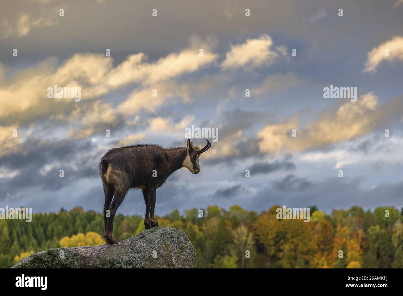 Un chamois adulte (Rupicapra rupicapra) se dresse sur un rocher en basse lumière et domine son territoire. Les nuages dans le ciel sont illuminés par le soir Banque D'Images
