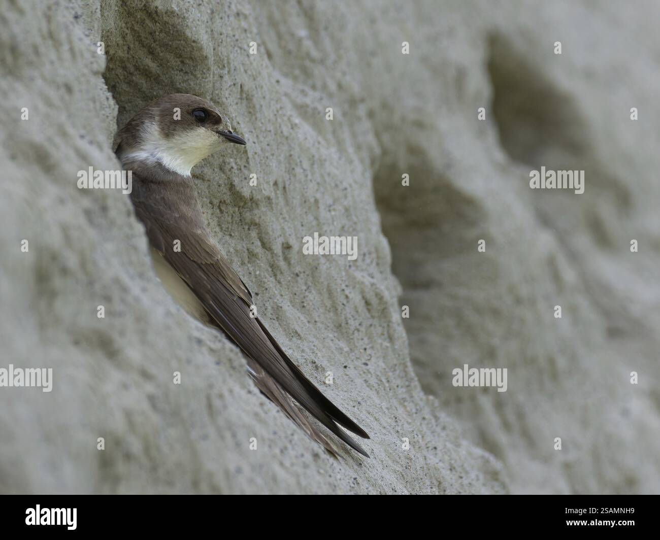 Sand martin (Riparia riparia) assis à l'entrée de son tube de reproduction, rive du Rhin, Haut Rhin, Bade-Wuertemberg, Allemagne, Europe Banque D'Images