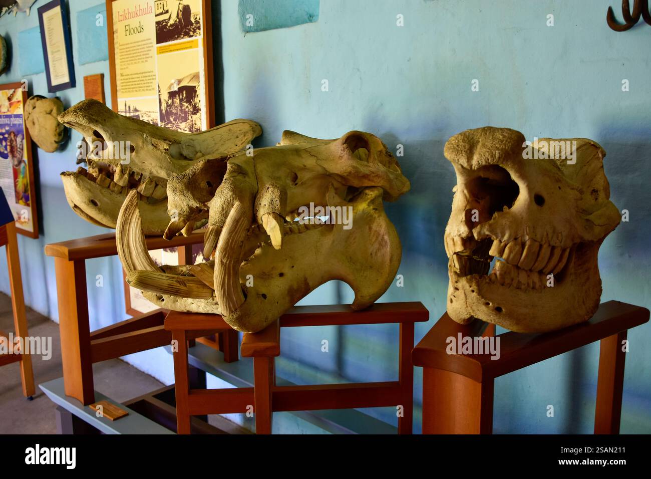 Grand groupe de crânes dans le musée - Afrique du Sud Banque D'Images
