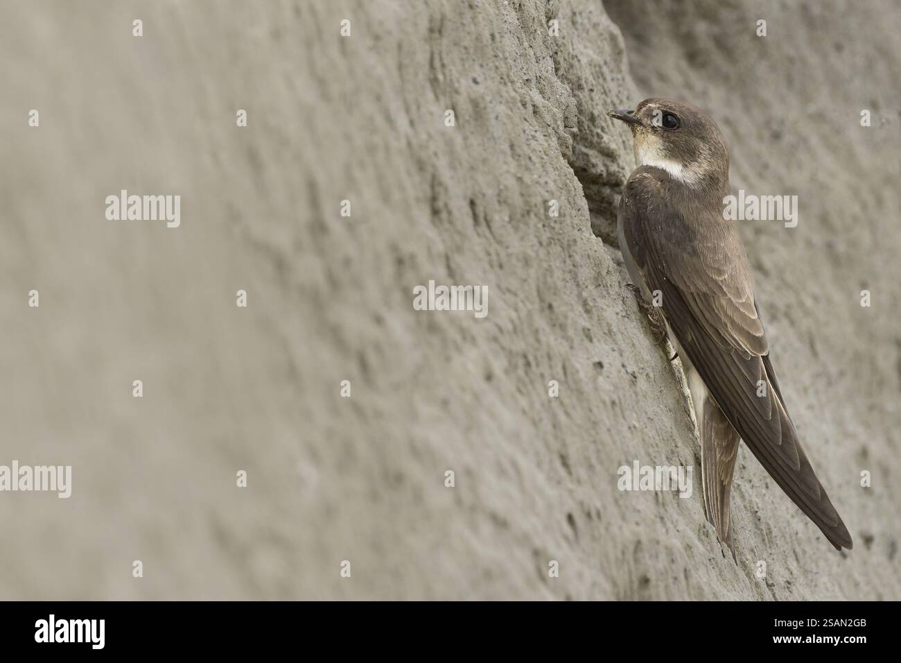 Sand martin (Riparia riparia) reposant devant son tube de reproduction, rive du Rhin, Haut Rhin, Bade-Wuertemberg, Allemagne, Europe Banque D'Images
