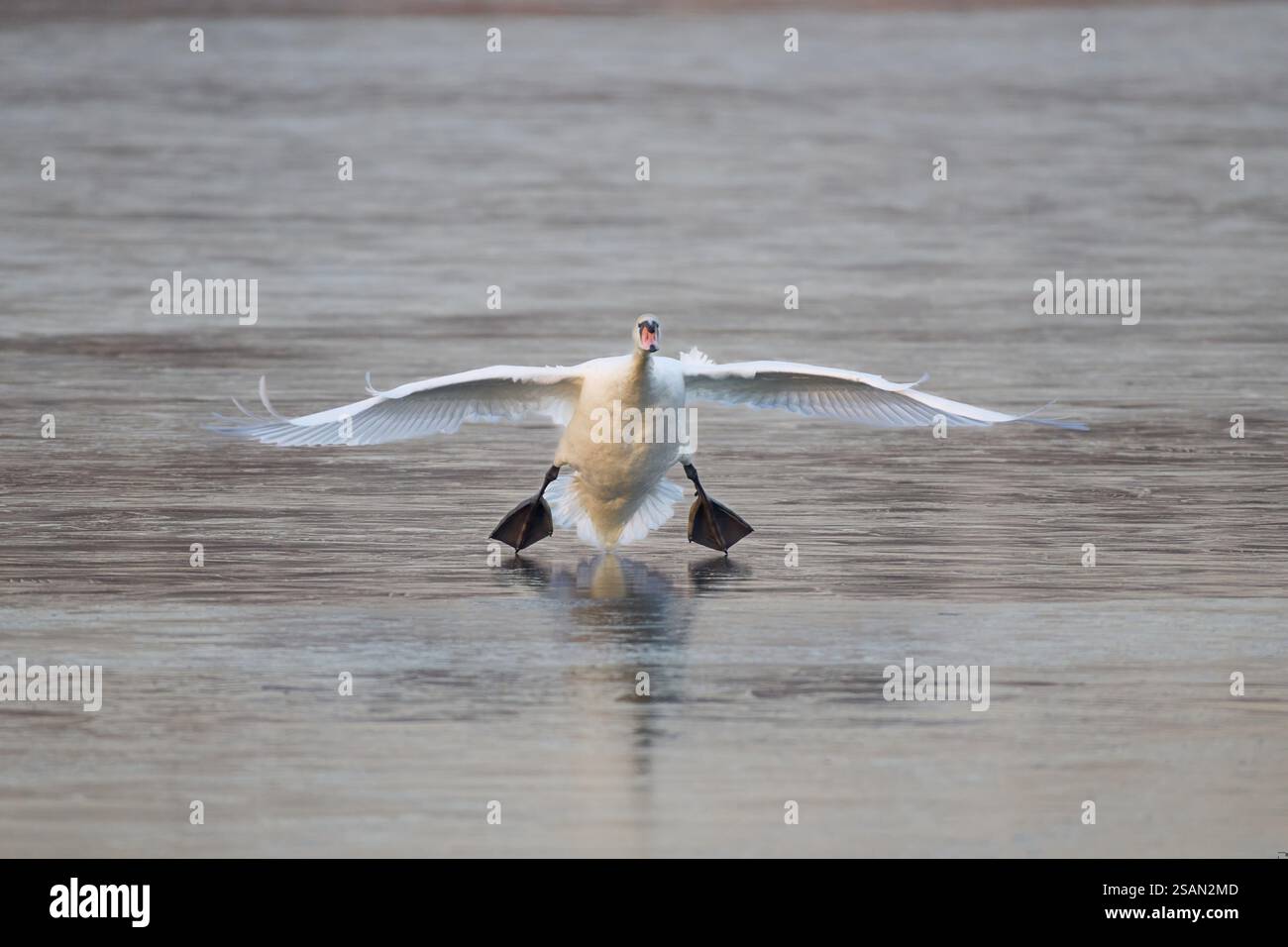 Un cygne muet (Cygnus olor) plane au-dessus de la glace avec ses ailes grandes ouvertes, Wismar-Kluss étang area, Wismar, Mecklembourg-Poméranie occidentale, Allemagne, Europe Banque D'Images