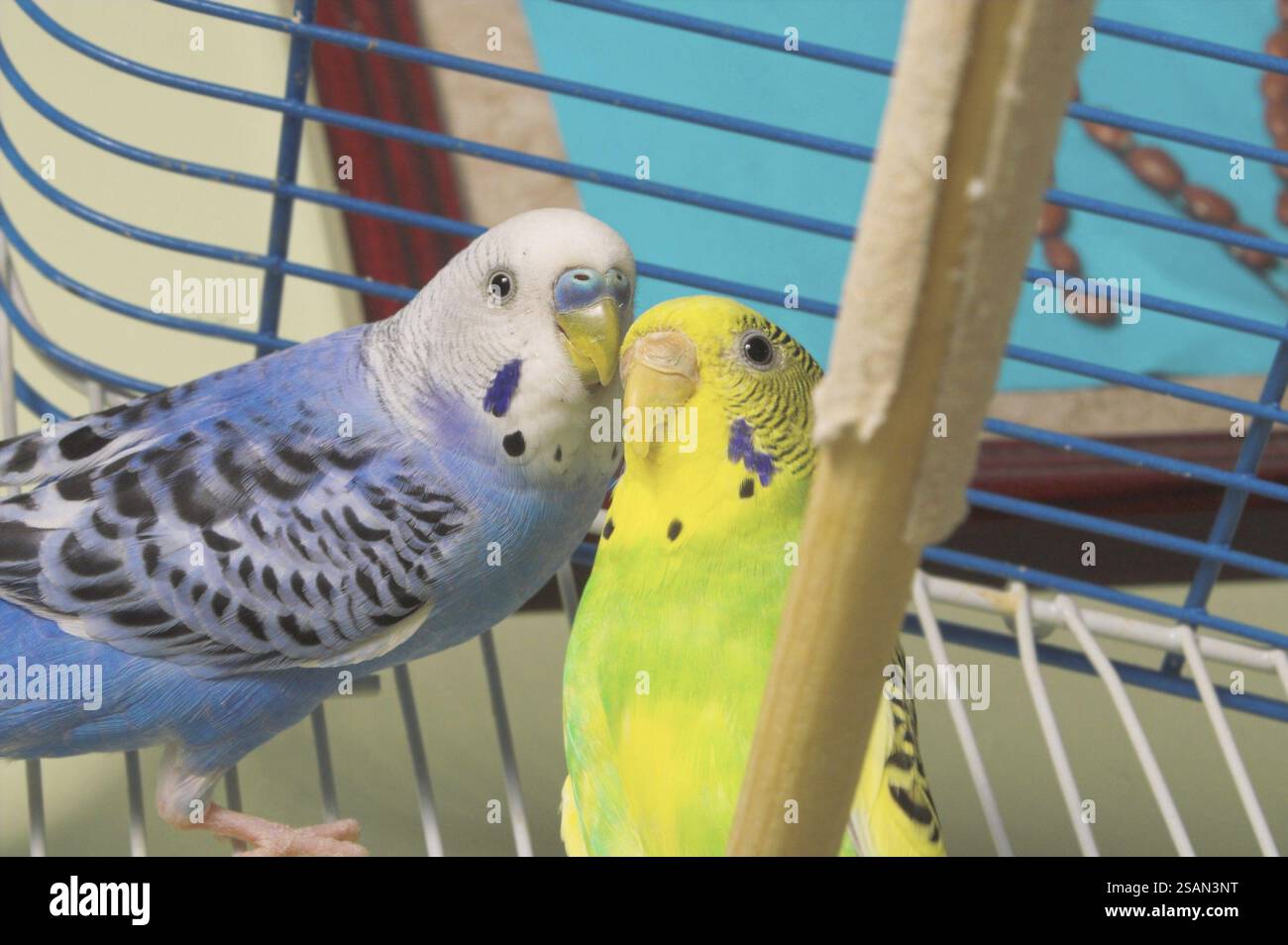 Une paire de perruches tropicales colorées et exotiques Banque D'Images