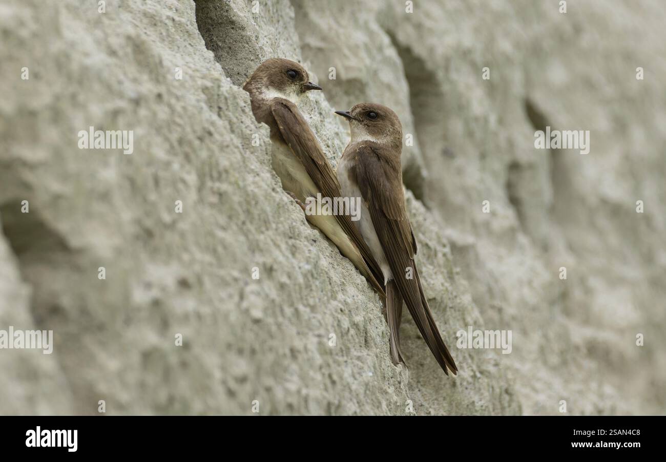 martins de sable (Riparia riparia) assis devant leur tube de reproduction sur un banc de sable escarpé, banc du Rhin, Haut Rhin, Bade-Wuertemberg, Allemagne, Europ Banque D'Images