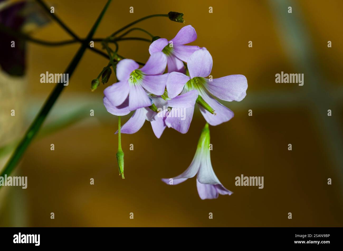 Oxalis triangularis, communément appelé faux trèfle, est une espèce de plante vivace de la famille des Oxalidaceae Banque D'Images