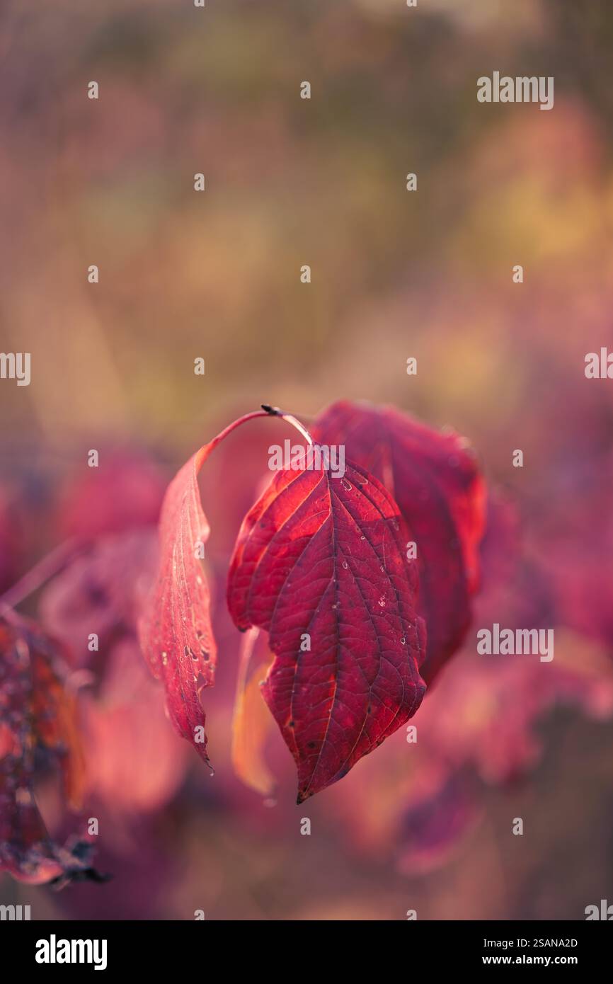 L’automne, une saison de transformation à couper le souffle, remplit l’air d’une atmosphère unique et enchanteresse. Banque D'Images