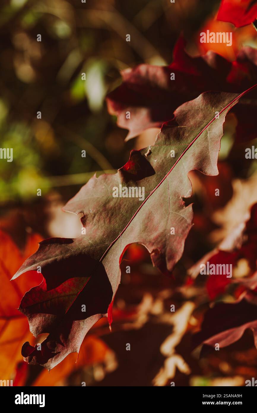 L’automne, une saison de transformation à couper le souffle, remplit l’air d’une atmosphère unique et enchanteresse. Banque D'Images