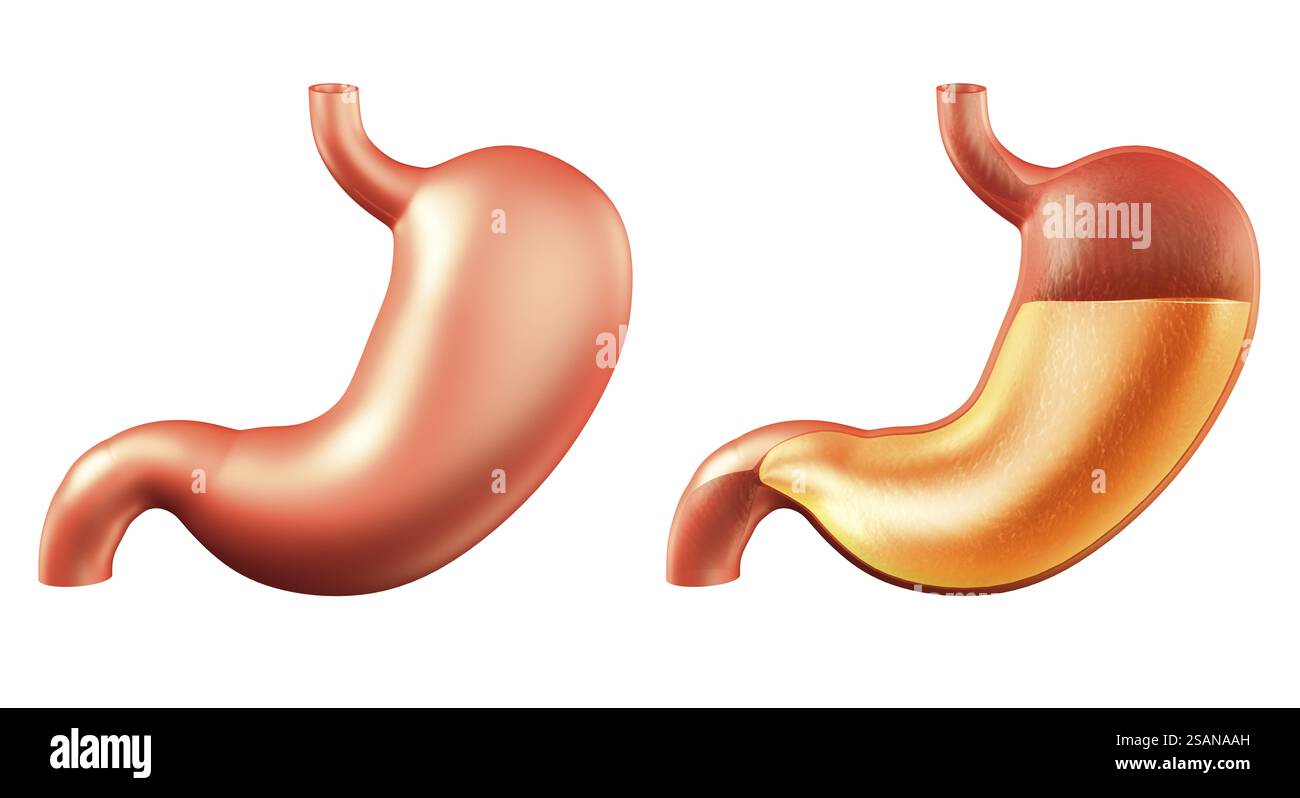 Les droits de l'estomac, à l'extérieur et l'intérieur rempli d'acide de l'estomac, médicale 3D illustration isolé sur fond blanc Banque D'Images Les droits de l'estomac, à l'extérieur et l'intérieur rempli d'acide de l'estomac, médicale 3D illustration isolé sur fond blanc Banque D'Images