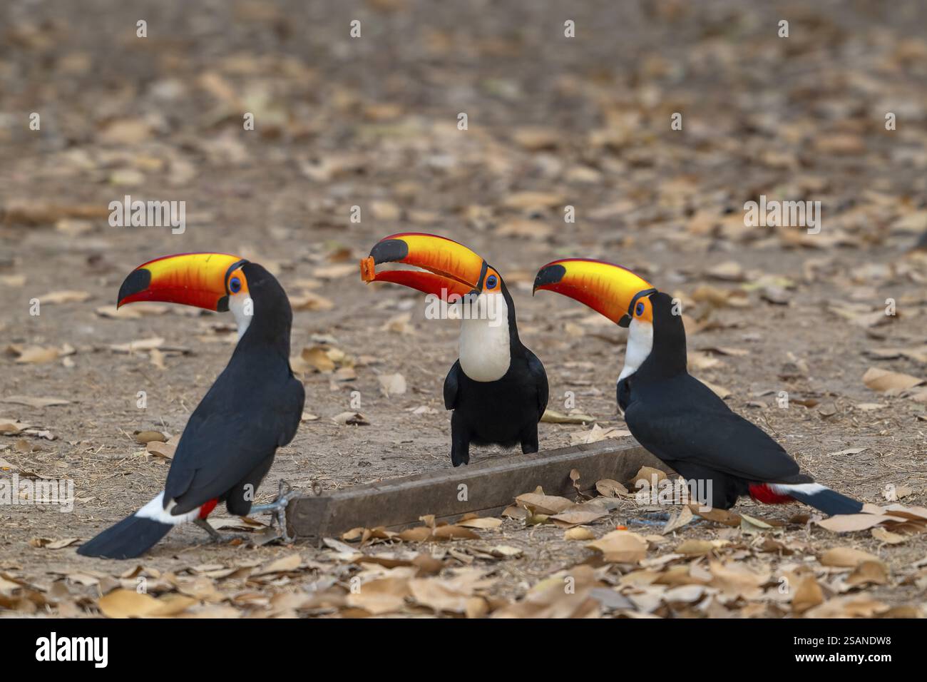 Toucan géant (Ramphastos toco), 3 animaux, Pantanal, intérieur, zone humide, réserve de biosphère de l'UNESCO, site du patrimoine mondial, biotope des zones humides, Mato Grosso, Bra Banque D'Images