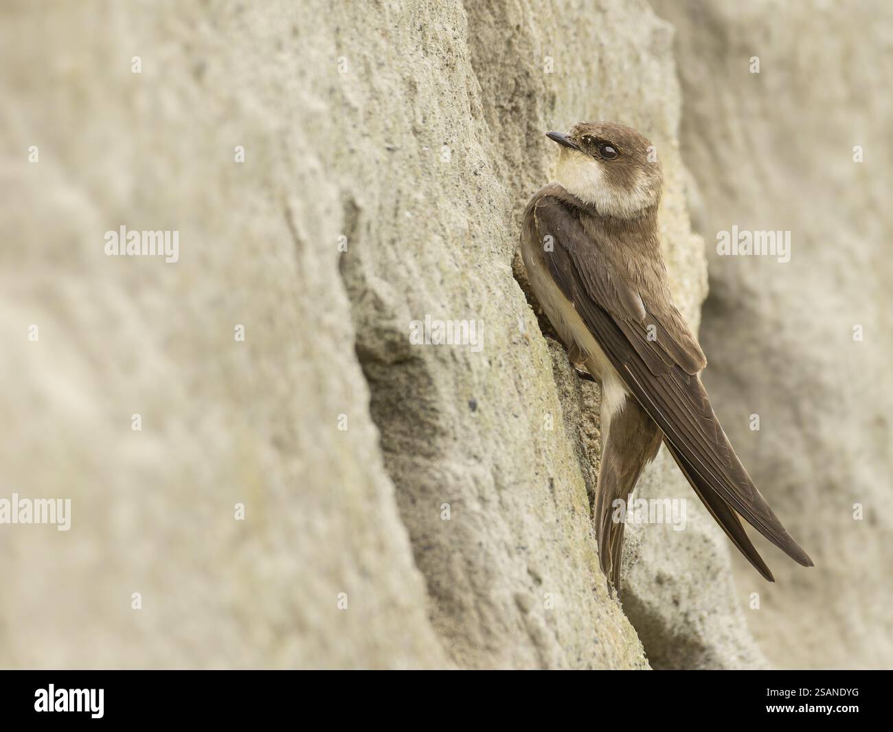 Sand martin (Riparia riparia) assis sur un mur de sable escarpé devant son tube de reproduction, rive du Rhin, Haut Rhin, Bade-Wuertemberg, Allemagne, Europe Banque D'Images
