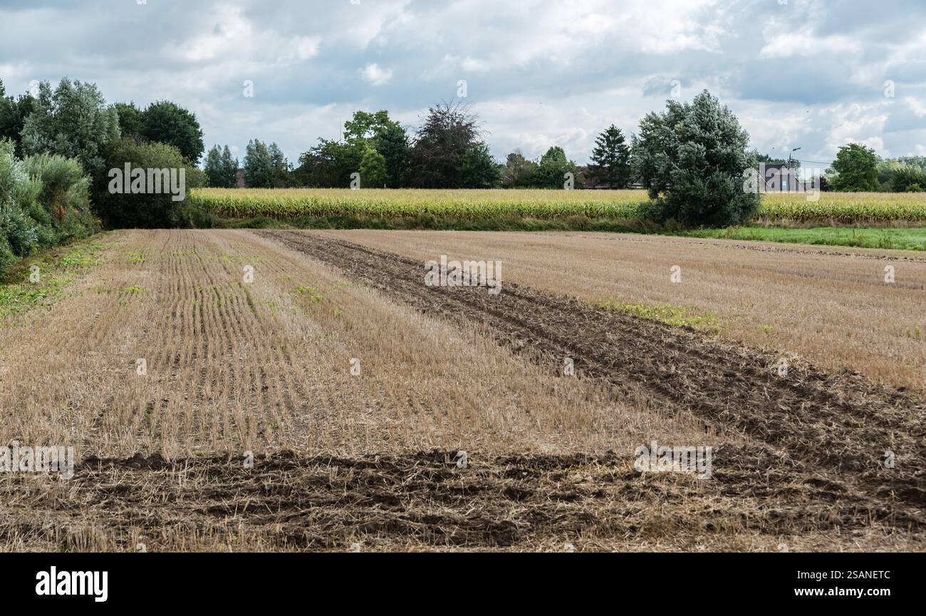 Champs de blé doré récoltés dans la campagne flamande à Sint Amands, Flandre, Belgique Banque D'Images Champs de blé doré récoltés dans la campagne flamande à Sint Amands, Flandre, Belgique Banque D'Images
