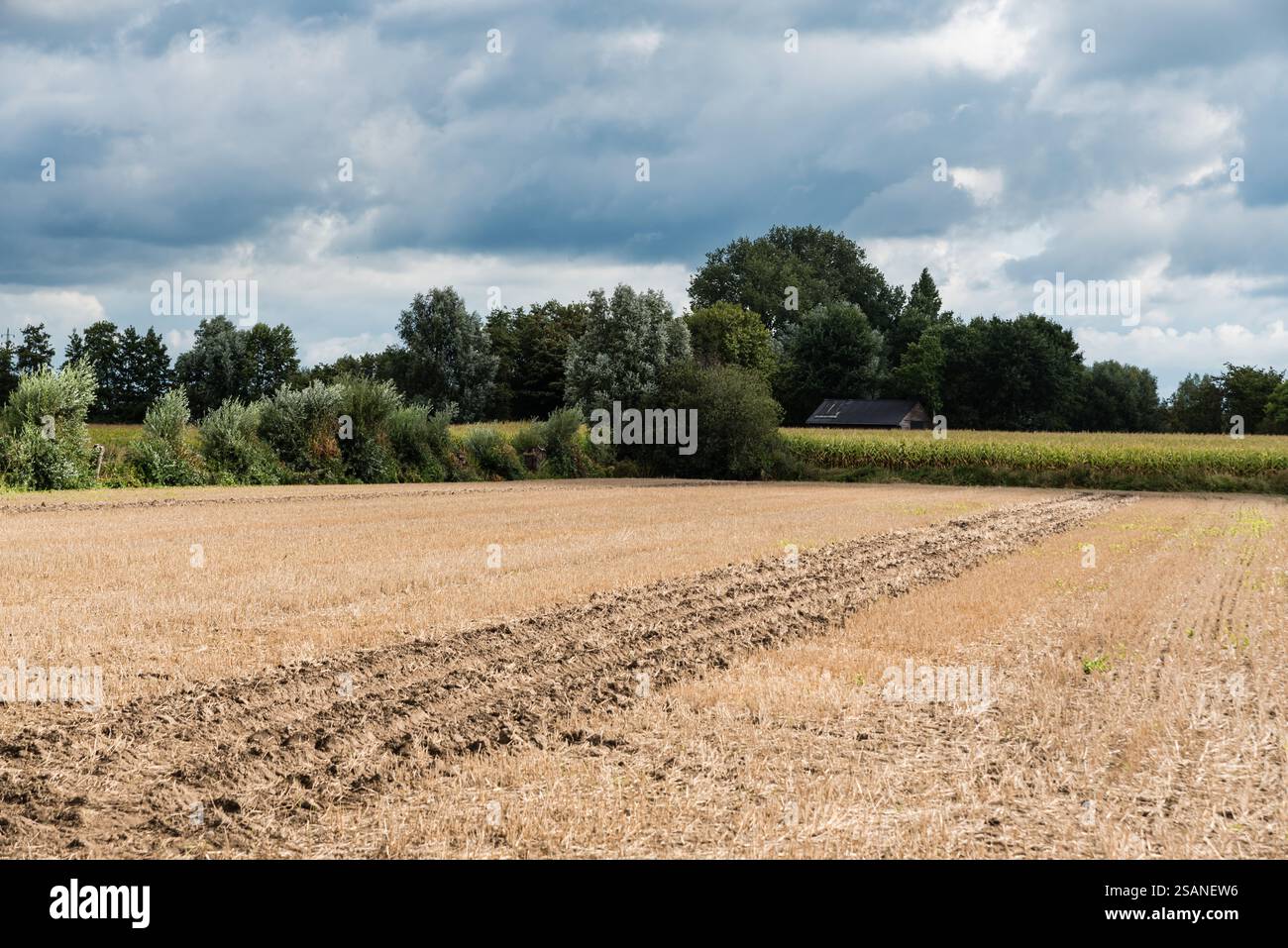 Champs de blé doré récoltés dans la campagne flamande à Sint Amands, Flandre, Belgique Banque D'Images Champs de blé doré récoltés dans la campagne flamande à Sint Amands, Flandre, Belgique Banque D'Images