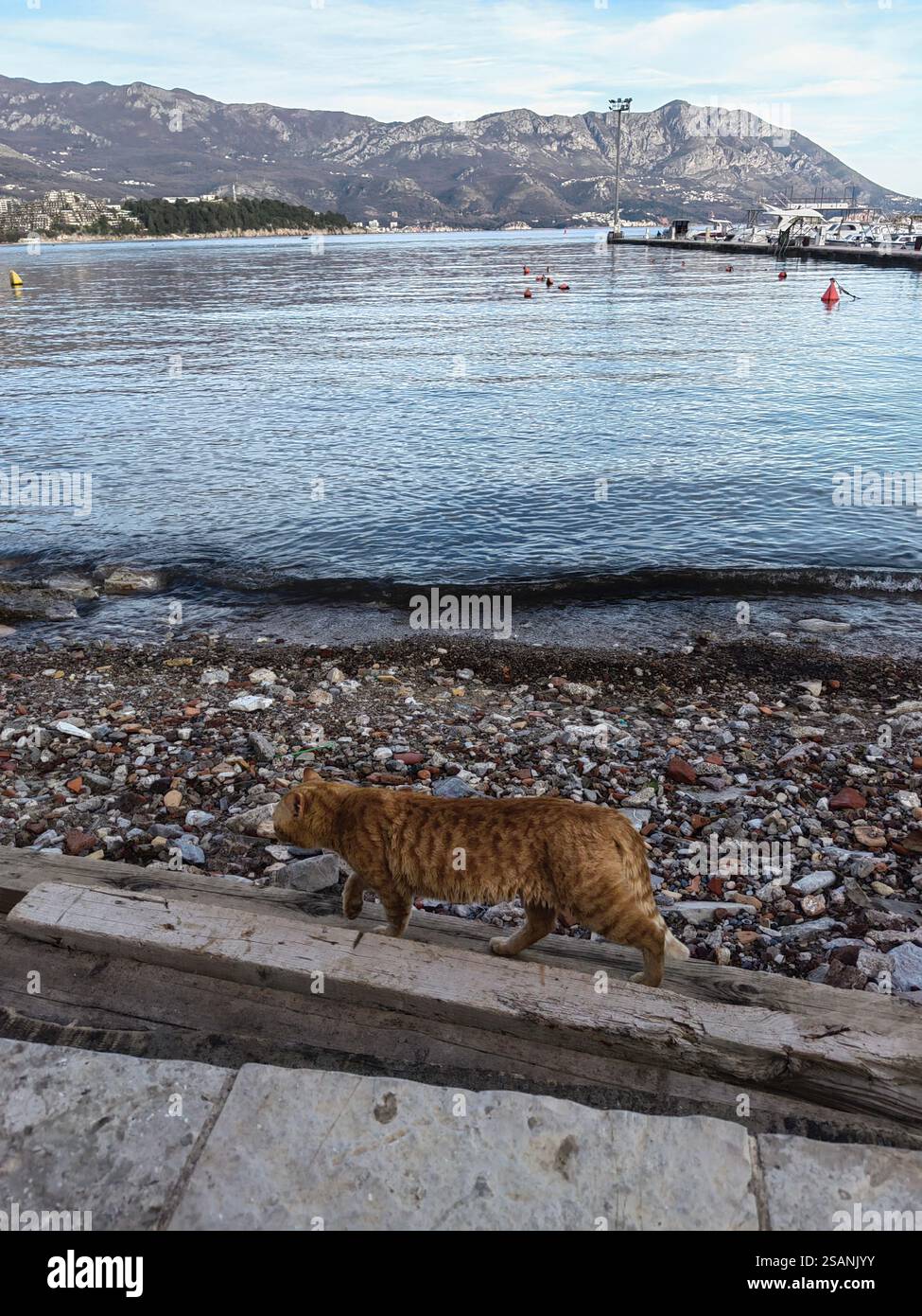 Le chat au gingembre se promène le long de la côte de la mer Adriatique Budva, Monténégro Banque D'Images