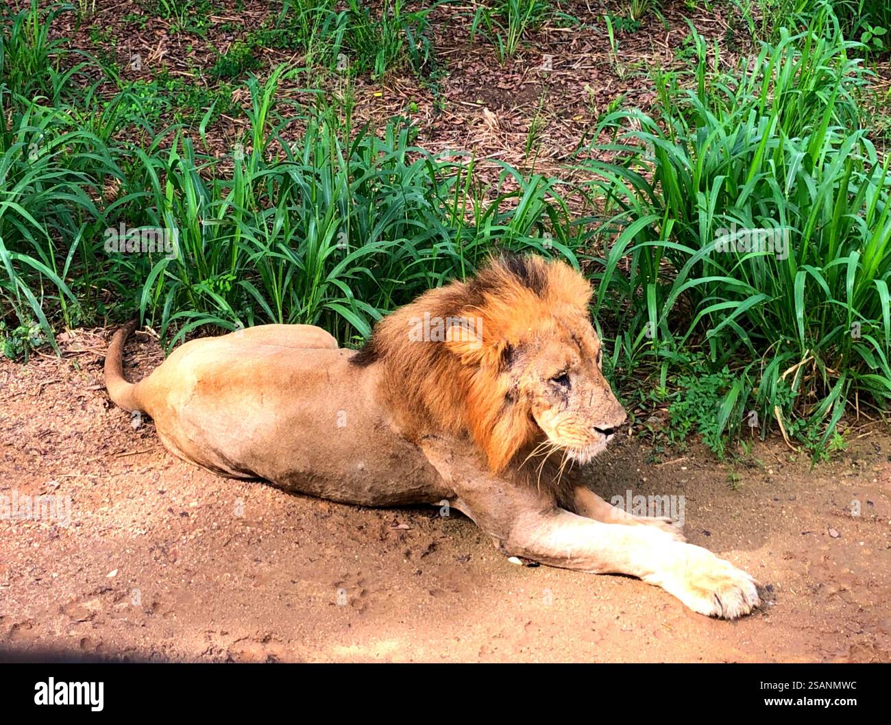 Le lion est un chat musclé à large torse avec une tête courte et arrondie, un cou réduit et des oreilles rondes ; les mâles ont une tête plus large. Banque D'Images