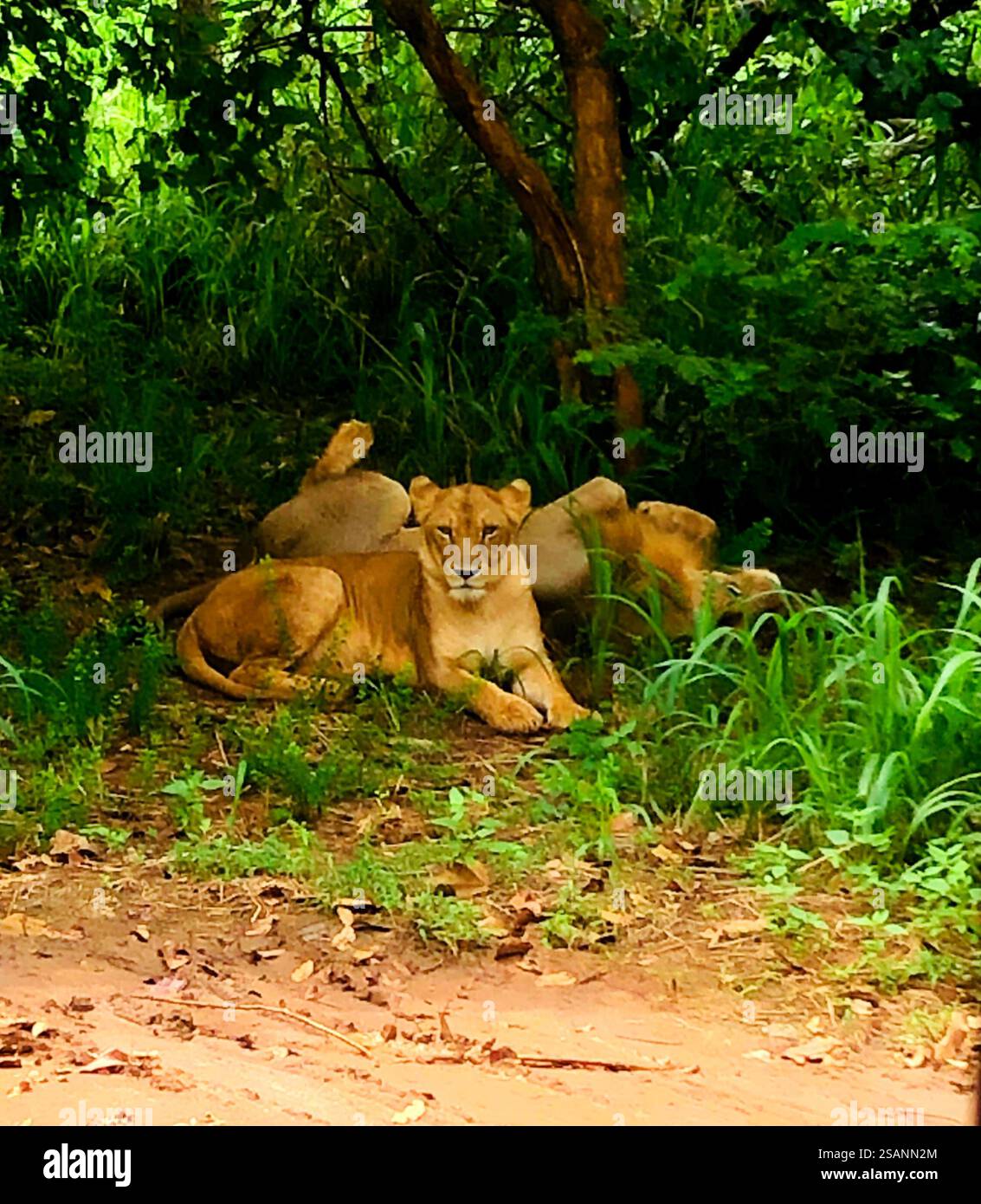Le lion est un chat musclé à large torse avec une tête courte et arrondie, un cou réduit et des oreilles rondes ; les mâles ont une tête plus large. Banque D'Images