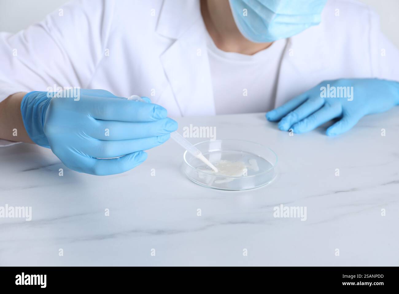Tests en laboratoire. Scientifique travaillant avec la boîte de Petri à la table en marbre blanc, gros plan Banque D'Images