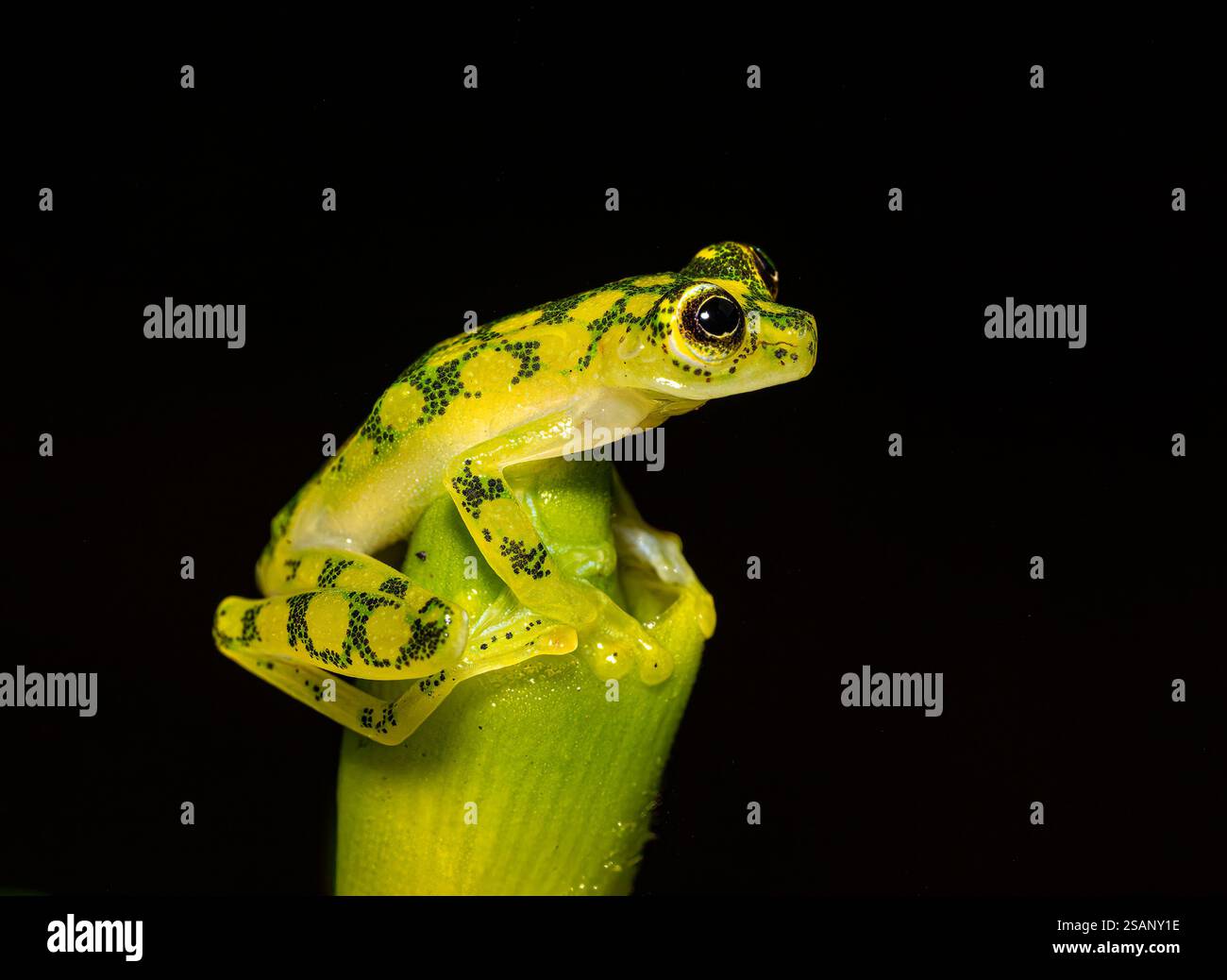 Hyalinobatrachium valerioi, parfois connue sous le nom de grenouille en verre la Palma, dans la jungle du Costa Rica Banque D'Images