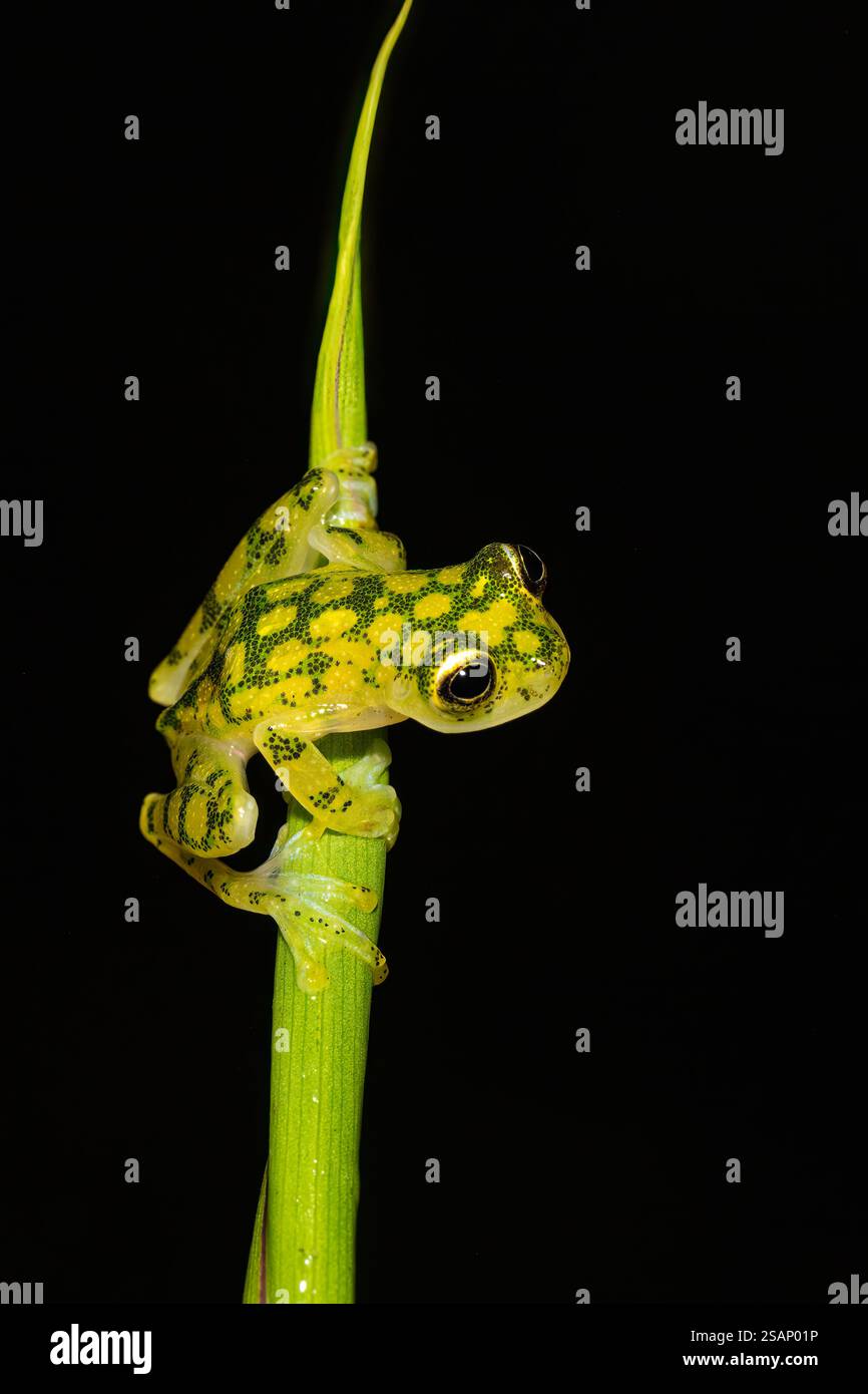 Hyalinobatrachium valerioi, parfois connue sous le nom de grenouille en verre la Palma, dans la jungle du Costa Rica Banque D'Images