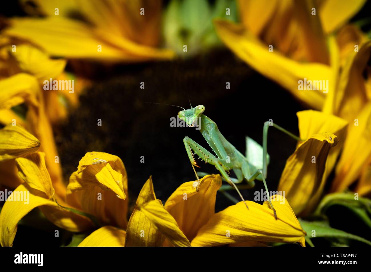 Prier Mantis sur le tournesol (Sphodromantis Gastrica) Banque D'Images