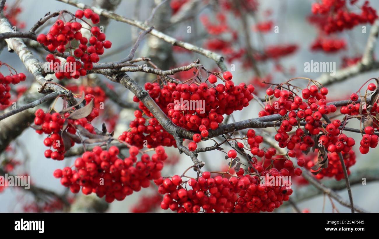 Les baies rouges éclatent contre l'écorce grise texturée des arbres dans un cadre extérieur tranquille au début de l'automne. Norvège Banque D'Images
