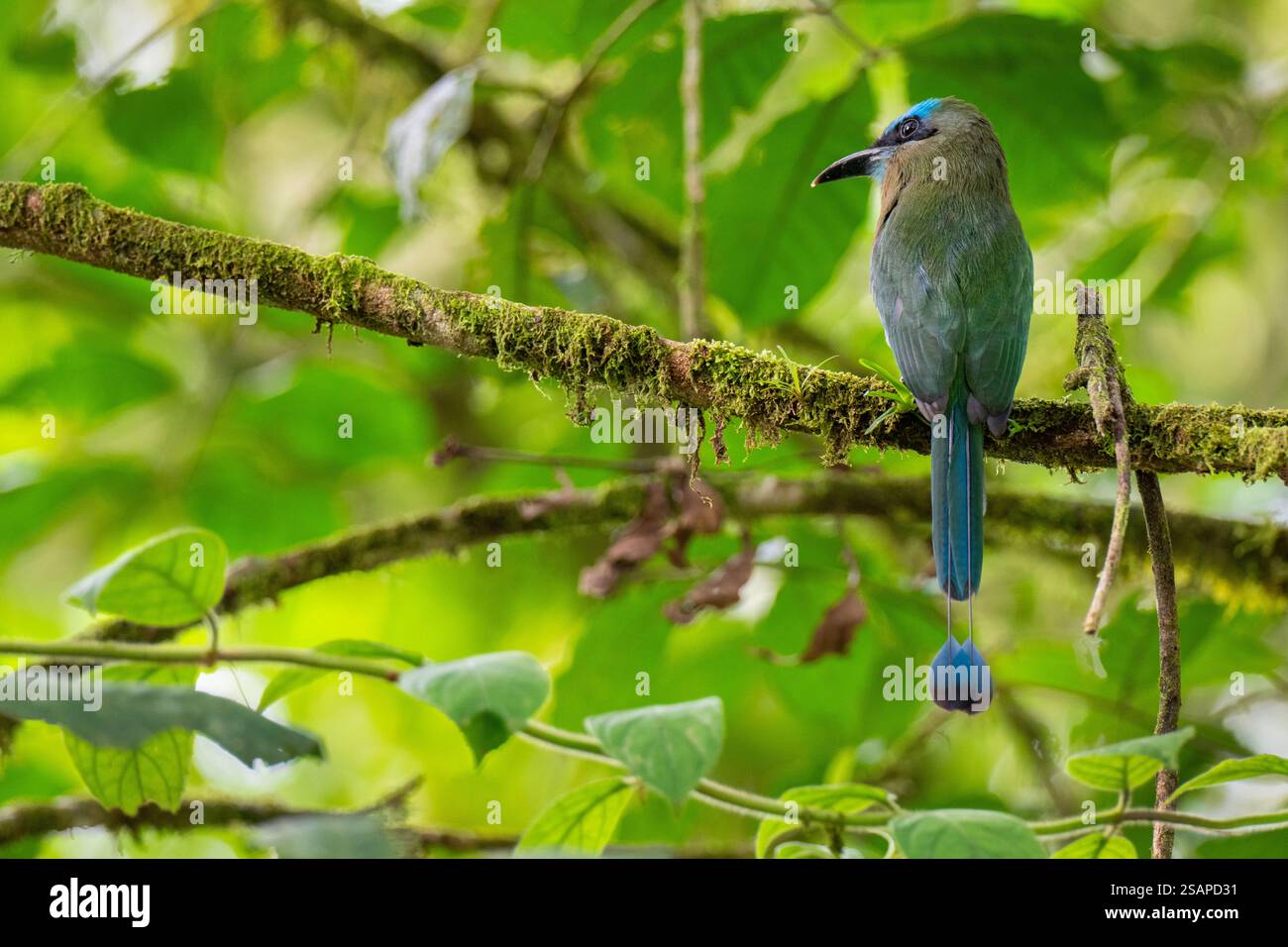 Costa Rica, Arenal. Statites de conservation de Motmot (Electron carinatum) à bec de quille, vulnérables. Banque D'Images