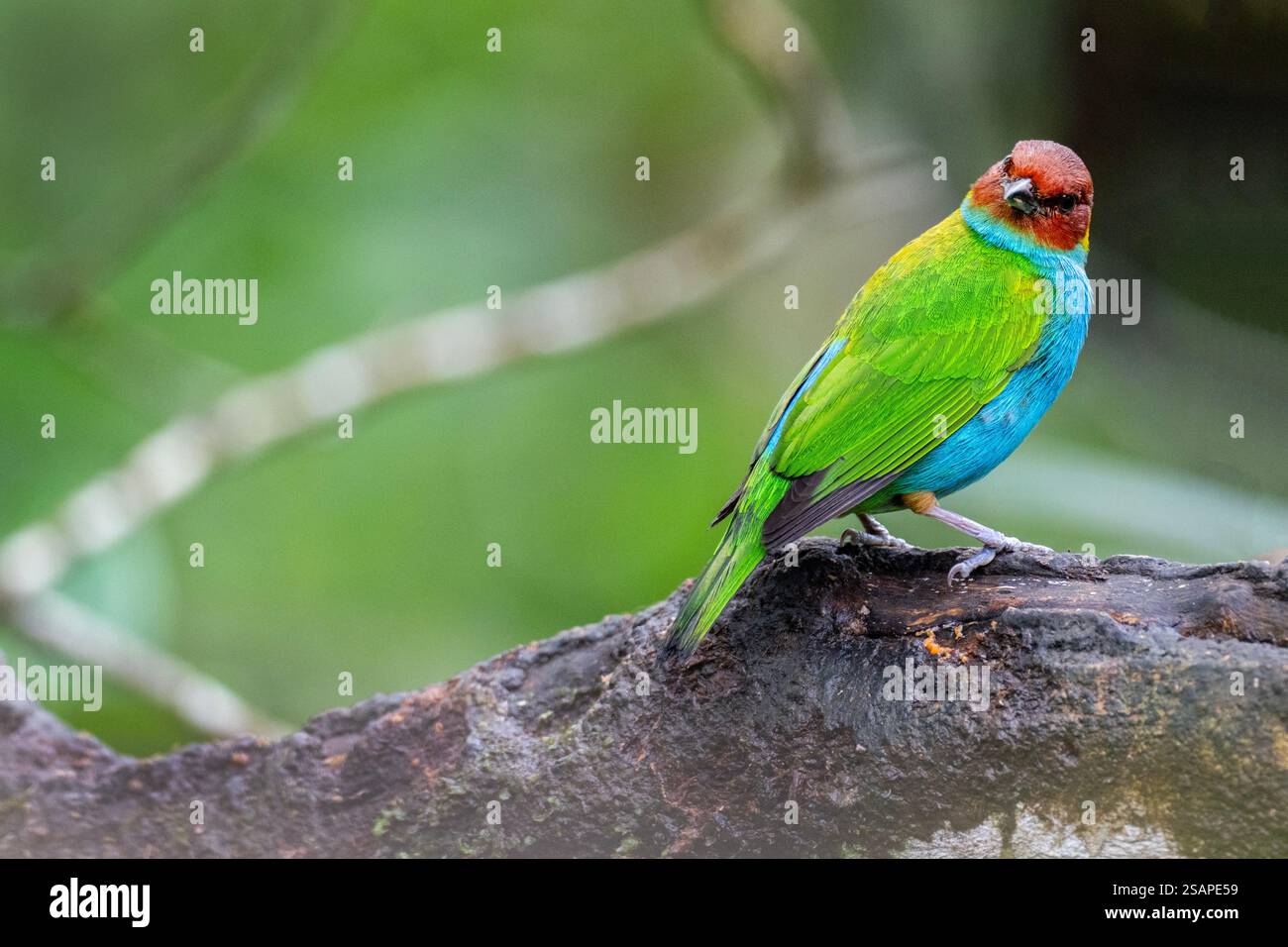 Costa Rica, région d'Arenal. Tanager à tête de baie (Tangara gyrola) de type baie et bleu. Banque D'Images