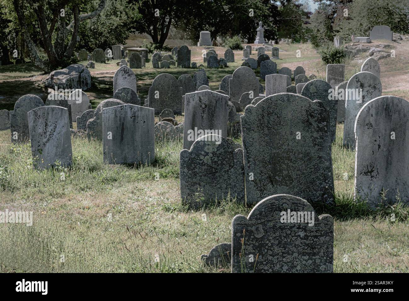 Vieux marqueurs funéraires dans un cimetière envahi par la végétation Banque D'Images