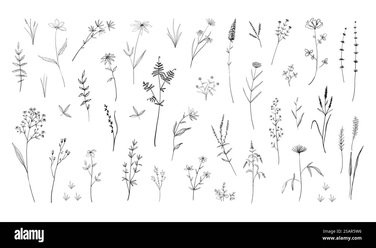Fleurs sauvages. Herbes florissantes de champ dessinées à la main avec des feuilles ou des tiges. Noir et blanc doodle fleur d'été. Ensemble d'éléments floraux décoratifs isolés. Croquis d'herbier botanique. Fond de nature vectorielle. Fleurs sauvages. Herbes florissantes de champ dessinées à la main avec des feuilles ou des tiges. Doodle Blossom noir et blanc. Ensemble d'éléments floraux décoratifs. Croquis d'herbier botanique. Fond de nature vectorielle Illustration de Vecteur