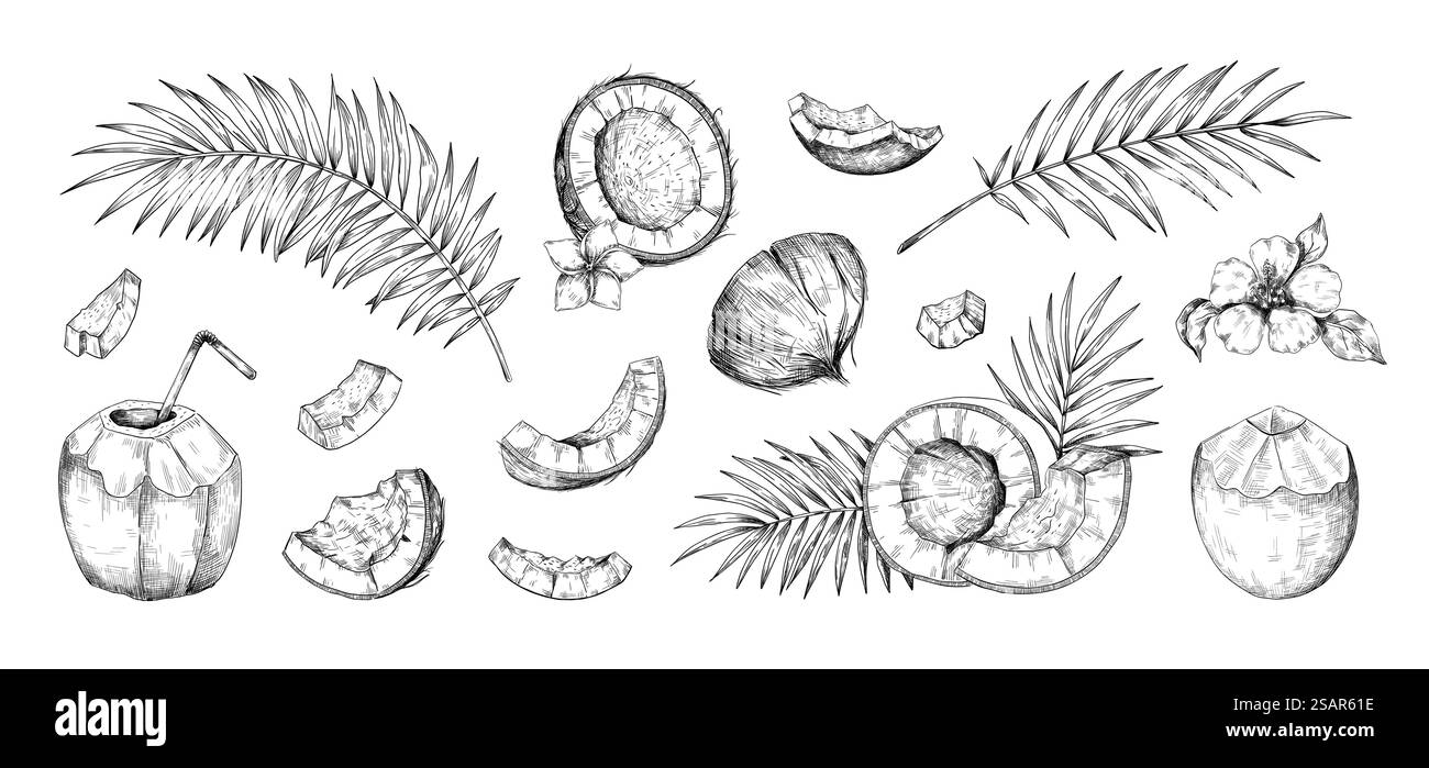 Esquisse de noix de coco. Feuilles de palmier dessinées à la main et coco. Morceaux isolés de noix. Cocktails de plage d'été. Plantes de la jungle. Fleurs et branches tropicales. Produits alimentaires biologiques. Ensemble d'éléments exotiques vectoriels. Esquisse de noix de coco. Feuilles de palmier dessinées à la main et coco. Morceaux isolés de noix. Cocktails de plage. Plantes de la jungle. Fleurs et branches tropicales. Produits alimentaires biologiques. Ensemble d'éléments exotiques vectoriels Illustration de Vecteur Esquisse de noix de coco. Feuilles de palmier dessinées à la main et coco. Morceaux isolés de noix. Cocktails de plage d'été. Plantes de la jungle. Fleurs et branches tropicales. Produits alimentaires biologiques. Ensemble d'éléments exotiques vectoriels. Esquisse de noix de coco. Feuilles de palmier dessinées à la main et coco. Morceaux isolés de noix. Cocktails de plage. Plantes de la jungle. Fleurs et branches tropicales. Produits alimentaires biologiques. Ensemble d'éléments exotiques vectoriels Illustration de Vecteur