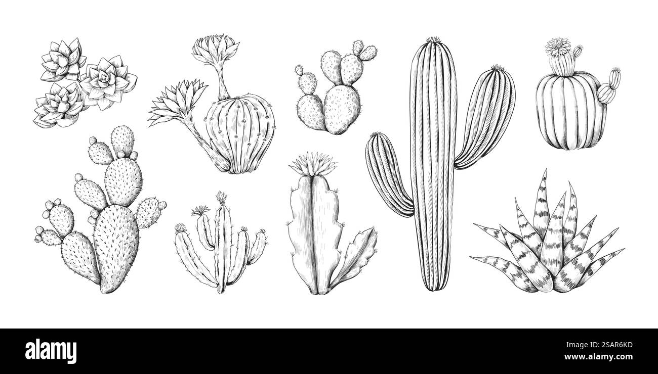 Croquis de gravure de cactus. Plante piquante du désert occidental dessinée à la main avec fleurs et pointes. Doodle flore tropicale. Eléments isolés de contour botanique noir et blanc. Set de gravure succulente vecteur. Croquis de gravure de cactus. Plante du désert occidental dessinée à la main avec fleurs et pointes. Doodle flore tropicale. Eléments botaniques noirs et blancs isolés. Set de gravure succulente vecteur Illustration de Vecteur Croquis de gravure de cactus. Plante piquante du désert occidental dessinée à la main avec fleurs et pointes. Doodle flore tropicale. Eléments isolés de contour botanique noir et blanc. Set de gravure succulente vecteur. Croquis de gravure de cactus. Plante du désert occidental dessinée à la main avec fleurs et pointes. Doodle flore tropicale. Eléments botaniques noirs et blancs isolés. Set de gravure succulente vecteur Illustration de Vecteur