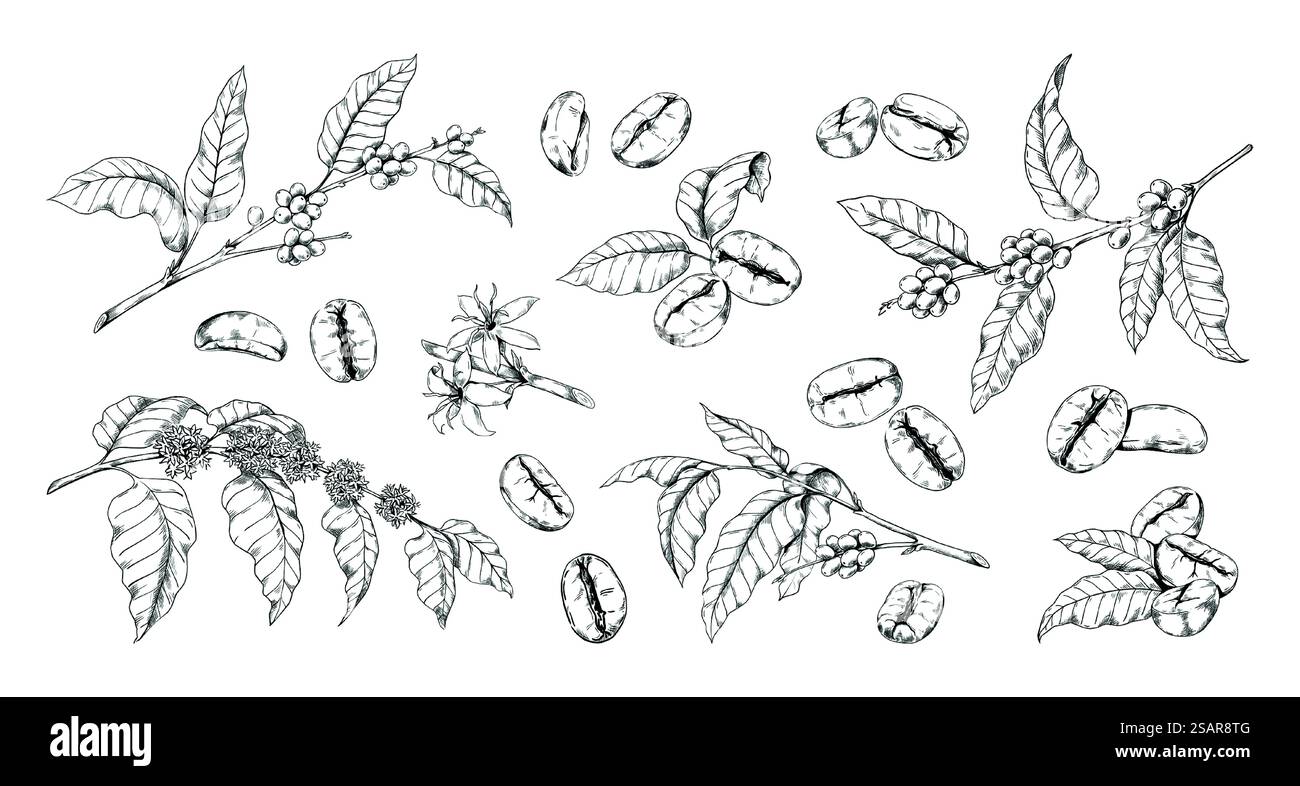 Grain de café gravé et plante. Branches d'arbre vintage dessinées à la main avec des feuilles et des fleurs. Croquis de boisson arabica biologique naturelle. Culture tropicale pour boisson à base de caféine. Ensemble d'éléments botaniques vectoriels. Grain de café gravé et plante. Branches vintage dessinées à la main avec des feuilles et des fleurs. Croquis de boisson Arabica naturel. Culture tropicale pour boisson à base de caféine. Ensemble d'éléments botaniques vectoriels Illustration de Vecteur Grain de café gravé et plante. Branches d'arbre vintage dessinées à la main avec des feuilles et des fleurs. Croquis de boisson arabica biologique naturelle. Culture tropicale pour boisson à base de caféine. Ensemble d'éléments botaniques vectoriels. Grain de café gravé et plante. Branches vintage dessinées à la main avec des feuilles et des fleurs. Croquis de boisson Arabica naturel. Culture tropicale pour boisson à base de caféine. Ensemble d'éléments botaniques vectoriels Illustration de Vecteur